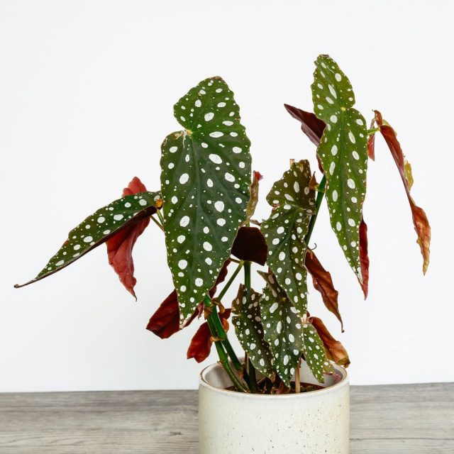 Бегония «Макулата» (Begonia Maculata), как и другие бегонии, не терпит переувлажнения Бегония «Макулата» (Begonia Maculata), как и другие бегонии, не терпит переувлажнения