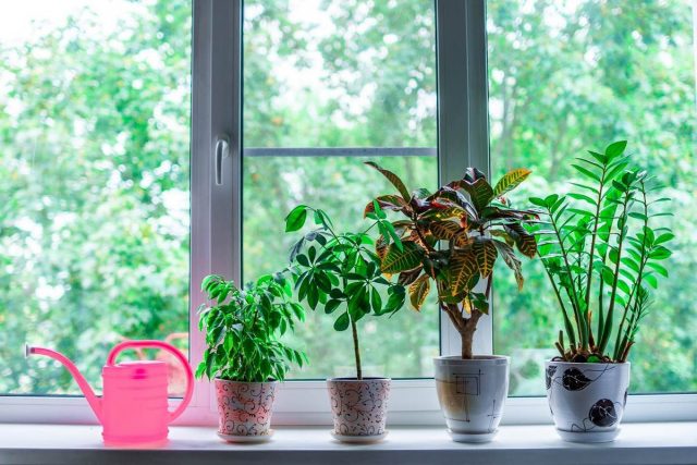 5 мифов о комнатных растениях, которые помогут их погубить