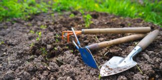 5 способов улучшить состав почвы после урожая картофеля
