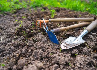 5 способов улучшить состав почвы после урожая картофеля