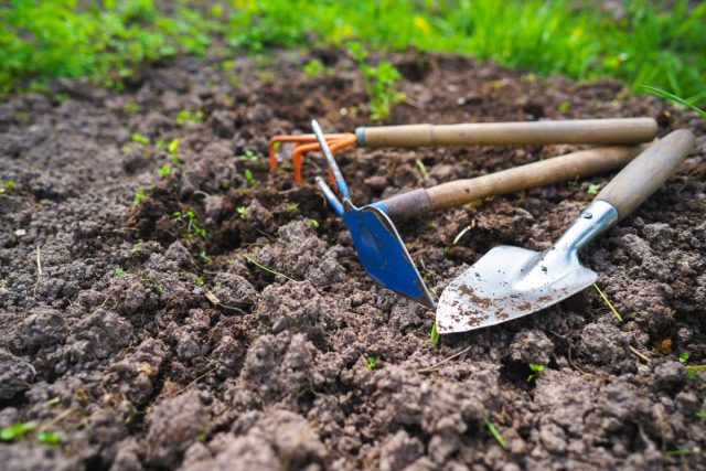 5 способов улучшить состав почвы после урожая картофеля 5 способов улучшить состав почвы после урожая картофеля