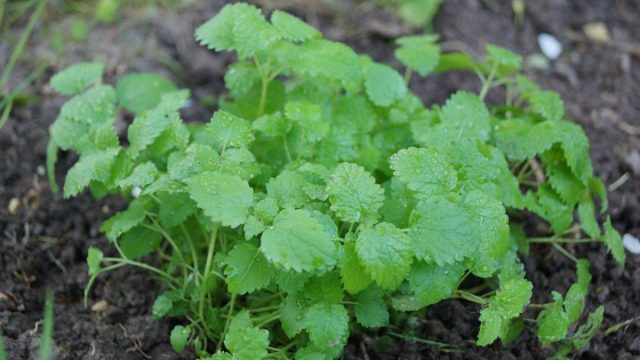 Пряные травы – палитра для гурманов Пряные травы – палитра для гурманов