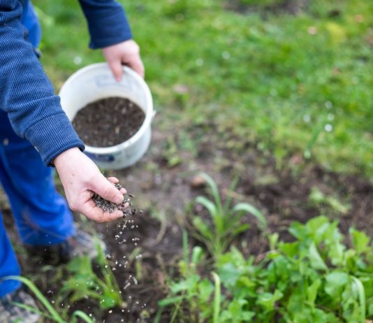 Как поддержать здоровье почвы – секреты биоорганики