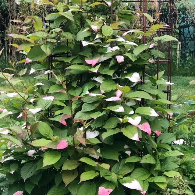 Актинидия коломикта (Actinidia kolomikta) Актинидия коломикта (Actinidia kolomikta)