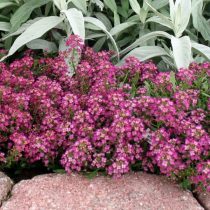 Алиссум морской, или бурачок (Alyssum), сорт «Пасхальная шляпа» (Easter Bonnet) Алиссум морской, или бурачок (Alyssum), сорт «Пасхальная шляпа» (Easter Bonnet)