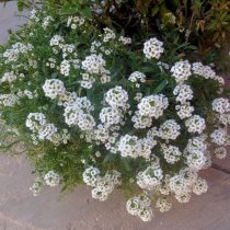 Алиссум морской, или бурачок (Alyssum), сорт «Снежинка» Алиссум морской, или бурачок (Alyssum), сорт «Снежинка»