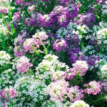 Алиссум морской, или бурачок (Alyssum), смесь «Магический круг» Алиссум морской, или бурачок (Alyssum), смесь «Магический круг»