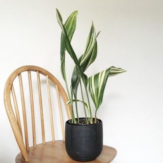 Аспидистра высокая (Aspidistra Elatior), сорт 'Variegata' Аспидистра высокая (Aspidistra Elatior), сорт 'Variegata'