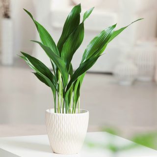 Аспидистра высокая (Aspidistra Elatior) Аспидистра высокая (Aspidistra Elatior)