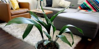 Аспидистра — одно из самых выносливых комнатных растений