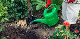 Что посеять и посадить в августе?