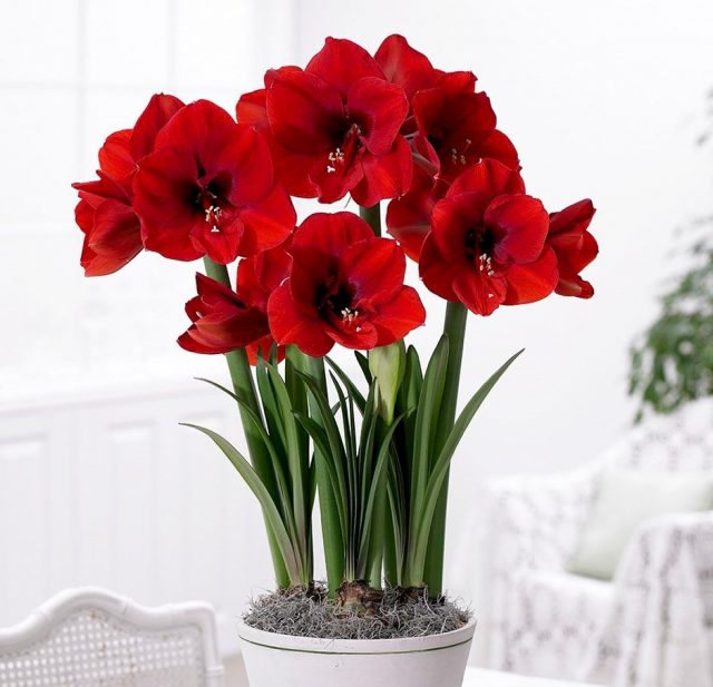 Гиппеаструм (Hippeastrum) Гиппеаструм (Hippeastrum)