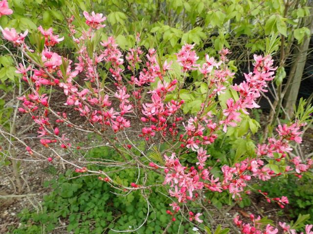 Миндаль степной, или низкий (Prunus tenella) Миндаль степной, или низкий (Prunus tenella)