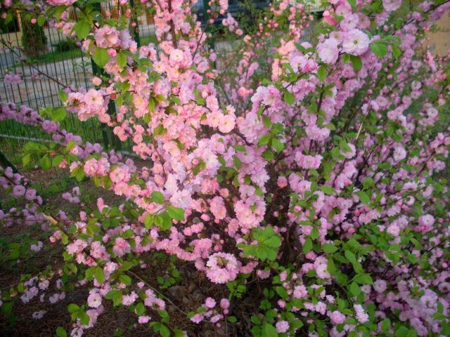 Миндаль трехлопастный (Prunus triloba) Миндаль трехлопастный (Prunus triloba)
