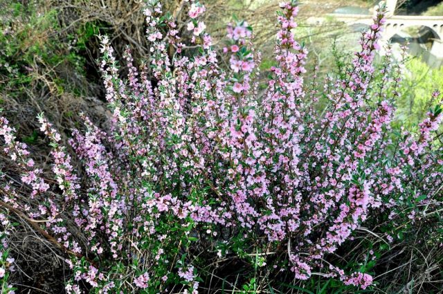Миндаль грузинский (Amygdalus georgica) Миндаль грузинский (Amygdalus georgica)