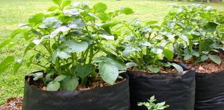 Картофель в мешках, бочках, пакетах и ящиках — урожай для ленивых