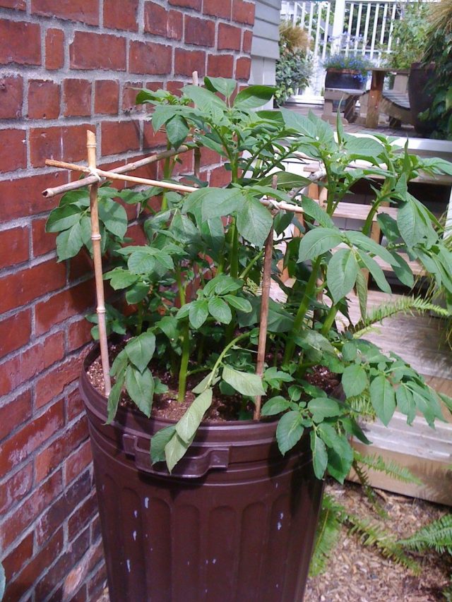 Картофель в бочках