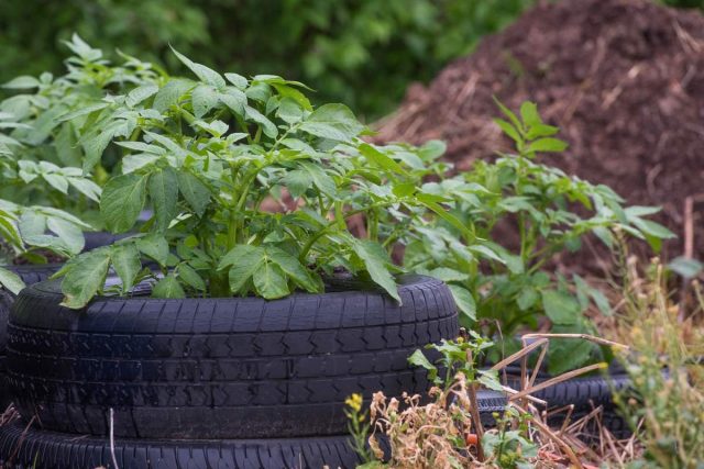 Если есть возможность использовать покрышки от колес, то из них также получится прекрасная вертикальная грядка для картофеля