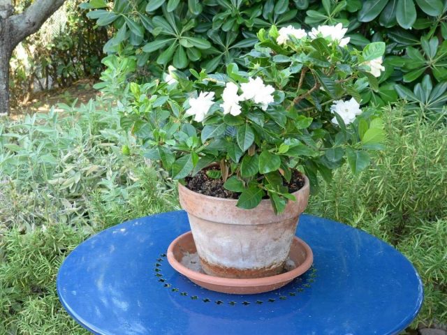 Гардения царственная или жасминовидная (Gardenia jasminoides) Гардения царственная, или жасминовидная (Gardenia jasminoides)