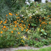 Космея серно-желтая (Cosmos sulphureus) Космея серно-желтая (Cosmos sulphureus)