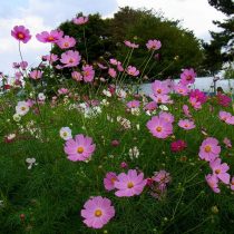 Космея дваждыперистая (Cosmos bipinnatus) Космея дваждыперистая (Cosmos bipinnatus)