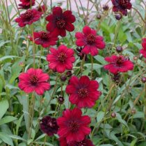 Космея кроваво-красная (Cosmos atrosanguineus) Космея кроваво-красная (Cosmos atrosanguineus)