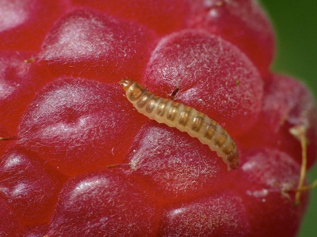 Малинный жук (Byturus tomentosus) Малинный жук (Byturus tomentosus)