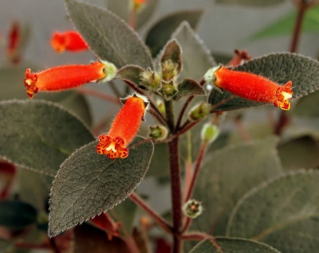 Колерия волосистая (Kohleria hirsuta) Колерия волосистая (Kohleria hirsuta)