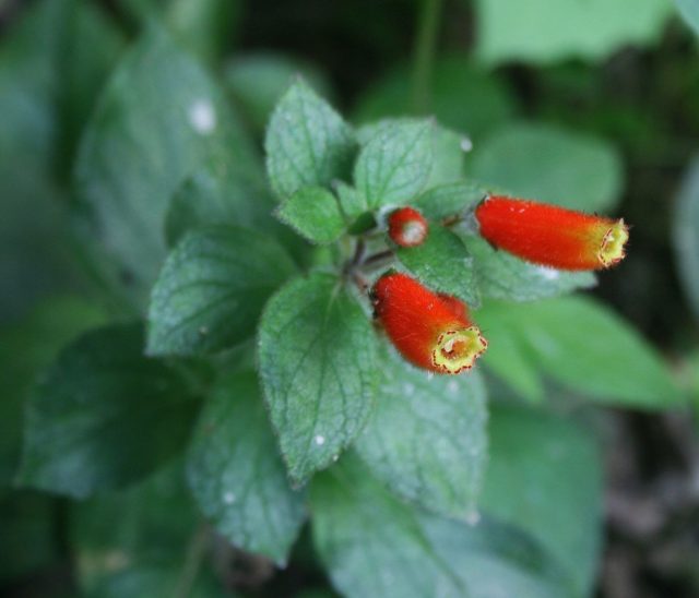 Колерия трубкоцветковая (Kohleria tubiflora) Колерия трубкоцветковая (Kohleria tubiflora)