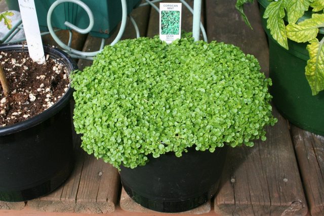 Корсиканская мята, или мята ползучая (Mentha Requienii) Корсиканская мята, или мята ползучая (Mentha Requienii)