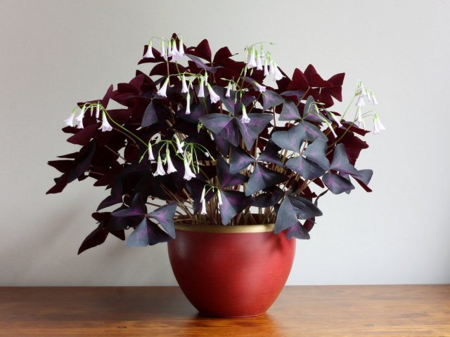 Кислица треугольная, или Мадам Баттерфляй (Oxalis triangularis), начинает свое цветение приблизительно через месяц после пересадки Кислица треугольная, или Мадам Баттерфляй (Oxalis triangularis), начинает свое цветение приблизительно через месяц после пересадки