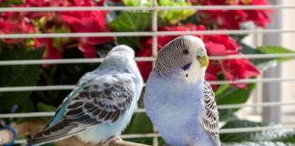 7 декоративных птичек, которые подойдут начинающим