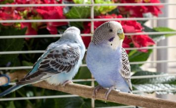 7 декоративных птичек, которые подойдут начинающим