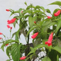 Руэллия приятная (Ruellia amoena) Руэллия приятная (Ruellia amoena)