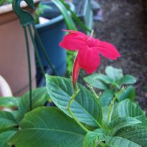 Руэллия формозская (Ruellia elegans) Руэллия формозская (Ruellia elegans)