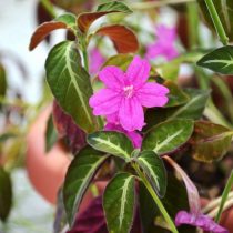 Руэллия Макоя (Ruellia makoyana) Руэллия Макоя (Ruellia makoyana)