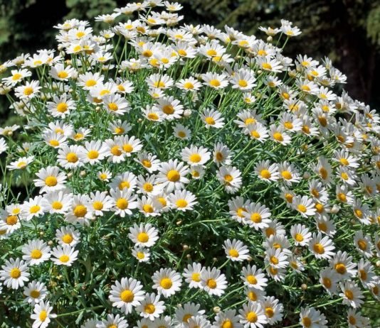 Садовая ромашка, или Нивяник — всегда актуален и незаменим - Цветы многолетние Садовая ромашка, или Нивяник — всегда актуален и незаменим