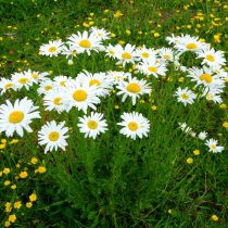 Нивяник обыкновенный (Leucanthemum vulgare) Нивяник обыкновенный (Leucanthemum vulgare)