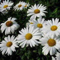 Нивяник наибольший (Leucanthemum maximum) Нивяник наибольший (Leucanthemum maximum)