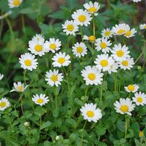 Нивяник болотный (Leucanthemum paludosum) Нивяник болотный (Leucanthemum paludosum)