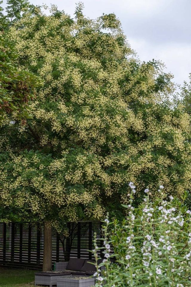 Софора японская (Sophora japonica) Софора японская (Sophora japonica)