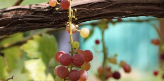 12 проблем в питании виноградной лозы, или Чего не хватает винограду?