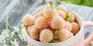 Земляника–альбинос — почему не стоит от неё отказываться?