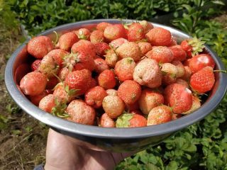 Белая земляника «Финская розовая» Белая земляника «Финская розовая»