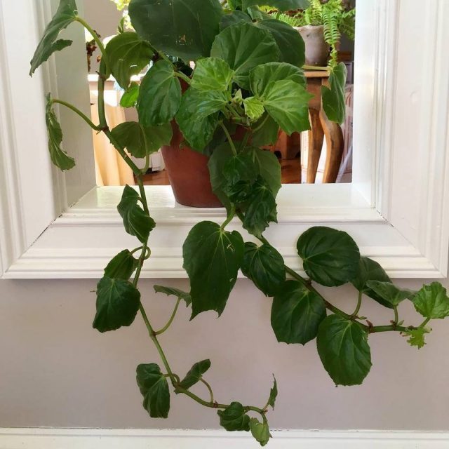 Бегония вююнковая (Begonia convolvulacea) Бегония вююнковая (Begonia convolvulacea)