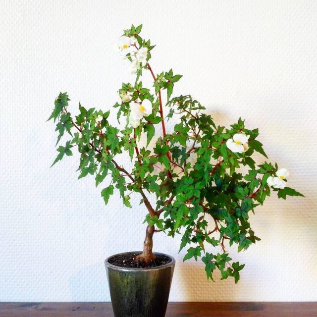 Бегония Дрега (Begonia dregei) Бегония Дрега (Begonia dregei)