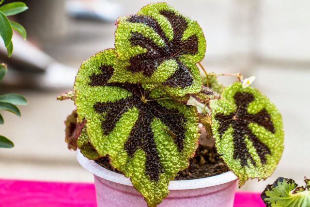 Бегония Мэсона (Begonia masoniana) Бегония Мэсона (Begonia masoniana)