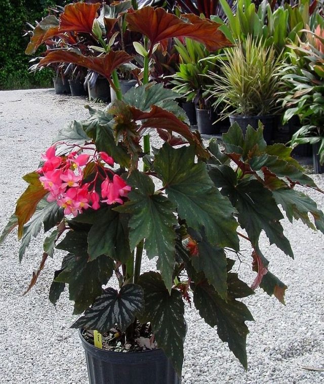 Бегония ярко-красная (Begonia coccinea) Бегония ярко-красная (Begonia coccinea)