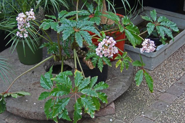 Бегония каролинифолия (Begonia carolineifolia) Бегония каролинифолия (Begonia carolineifolia)
