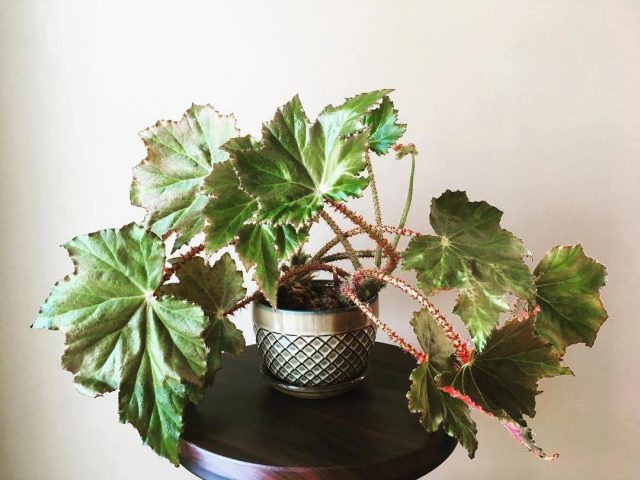 Бегония борщевиколистная (Begonia heracleifolia) Бегония борщевиколистная (Begonia heracleifolia)